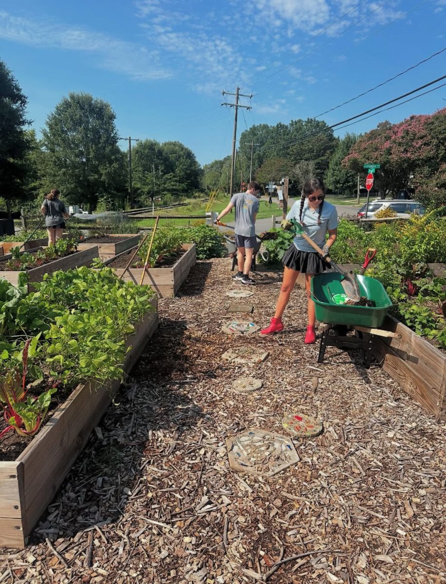 Students volunteer at the Davidson community garden. Photo courtesy of CarlyAnn Underwood '29.